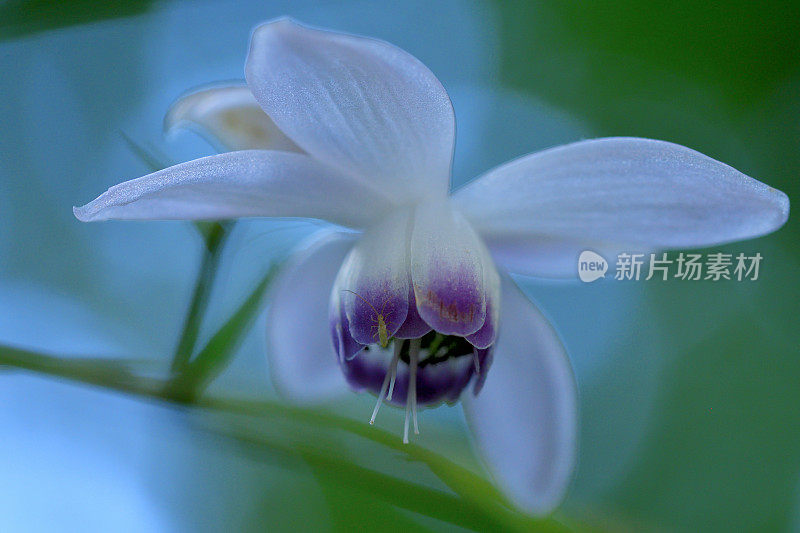 Anemonopsis macrophylla花